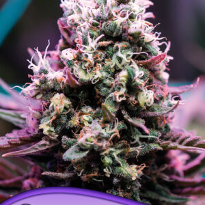 anesia amnesia flash auto 3er