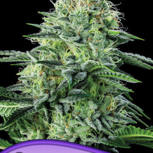 strawberry banana auto 3er anesia