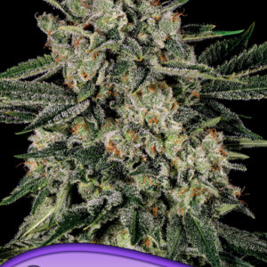 anesia banana mac 3er