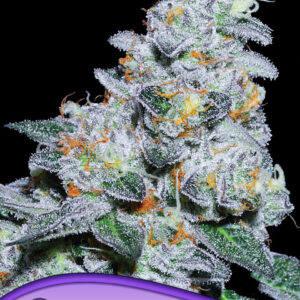 anesia captain future 3er