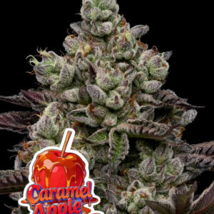 ONA Gel Apple Crumble 428g Glas