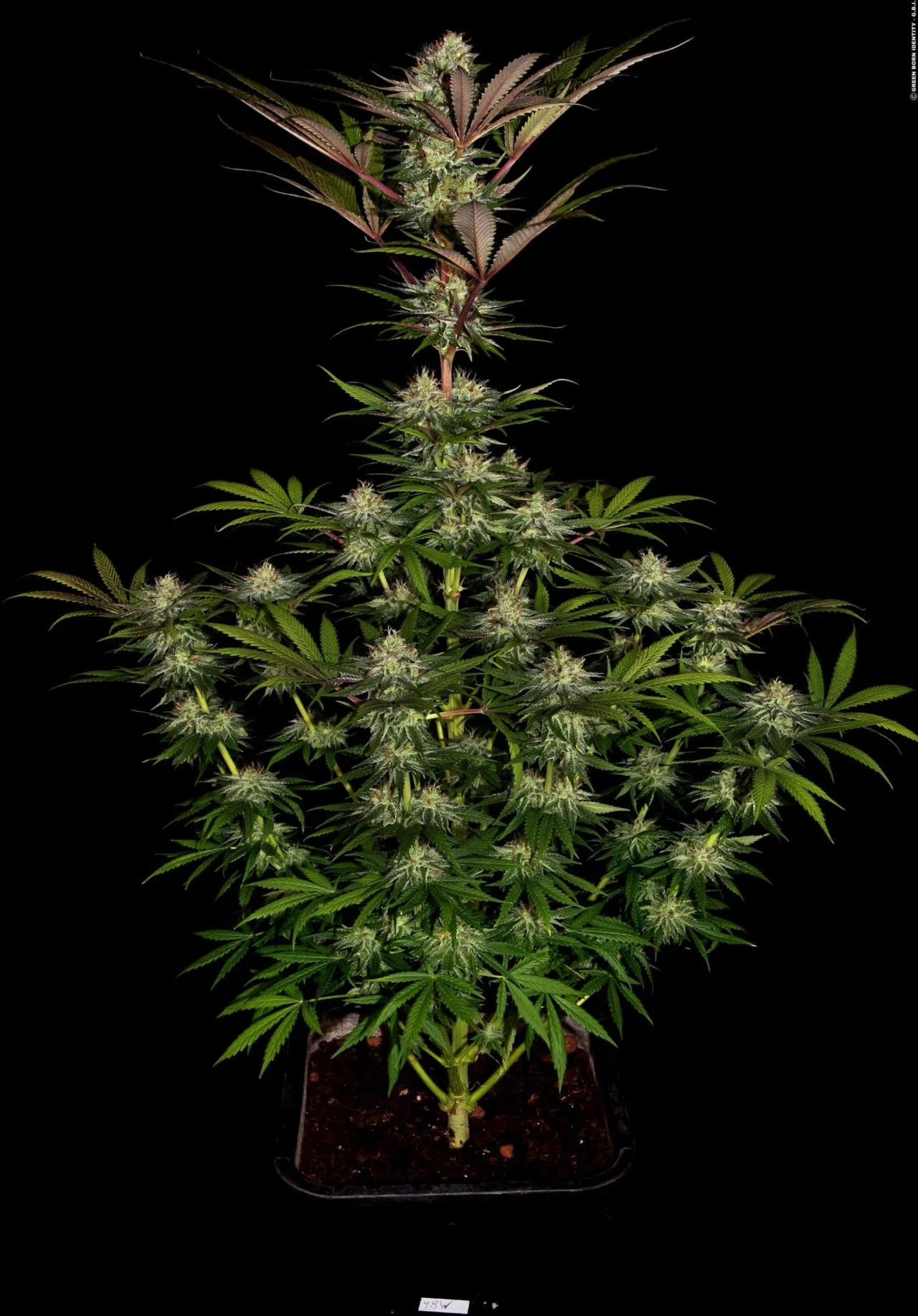 Chocolate Wafflez 3er Paradise 1 paradis