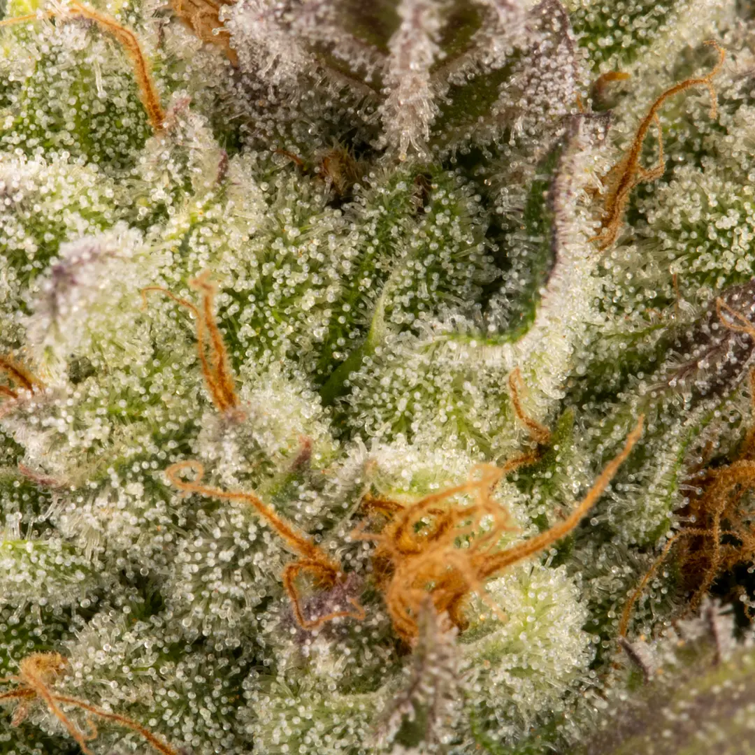 Chocolate Wafflez 3er Paradise 2 paradise