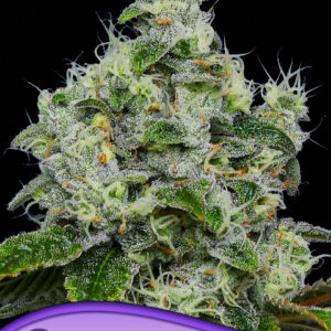 anesia dankberry auto 3er