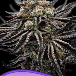 epic buzz 3er anesia