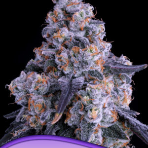 anesia epic buzz auto 3er