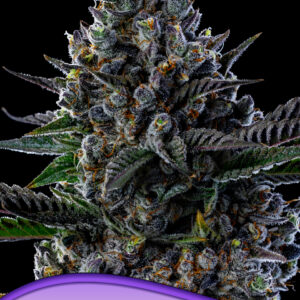 anesia first lady 3er