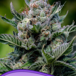 anesia Green Apple Juice Auto