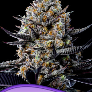 anesia jealousy dankness 3er