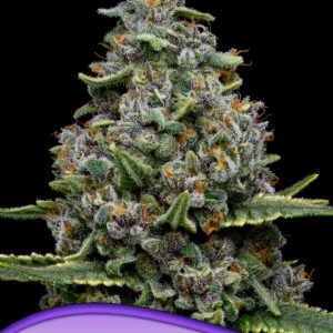 anesia pink matcha slush 5er