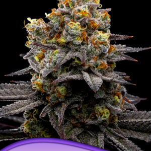 anesia purple boost highness 3er