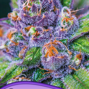 anesia purple domina auto 3er