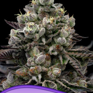 anesia red banana pudding 3er