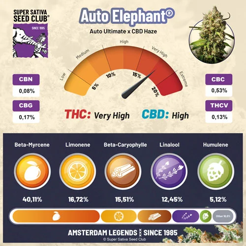 Auto Elephant 2:1 3er Dutch Passion 1 dutch