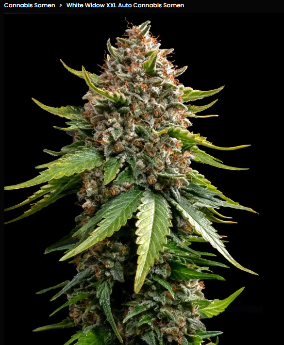 White Widow XXL Auto – Barney’s Farm 3 Seeds 1 White Widow XXL Auto Strain von Barneys Farm