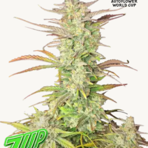 Z-UP Auto 3er Fastbuds