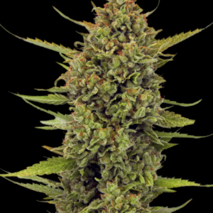 acapulco gold 3er barneys farm