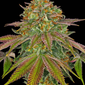 barneys farm münchen