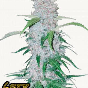 420 fastbuds six shooter