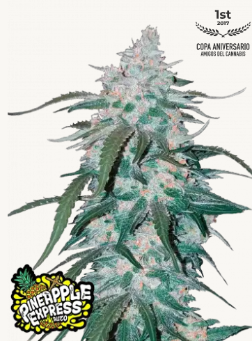 Pineapple Express 1er 1 FASTBUDS