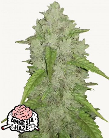 Original Amnesia Haze 3er Auto 1 42