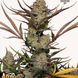 Apple Strudel Auto 1er