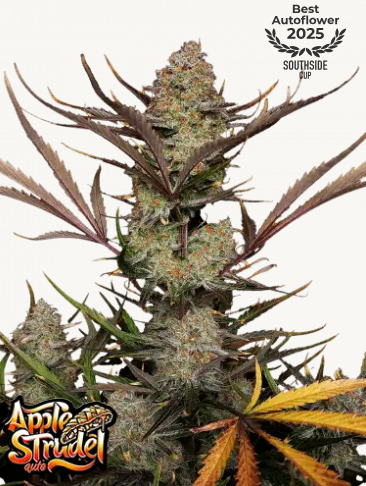 Apple Strudel Auto 1er 1 Apple Strudel Auto 1er