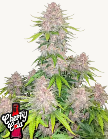 Cherry Cola 3er 1 fb