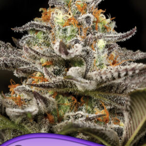 anesia sleepy joe 3er