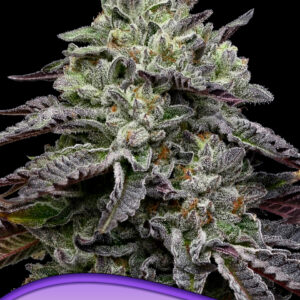 anesia smashberry fumez 3er