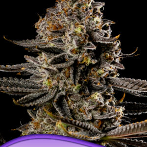 anesia smashberry fumez auto 3er