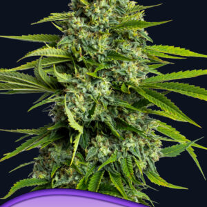 anesia sticky boof 3er