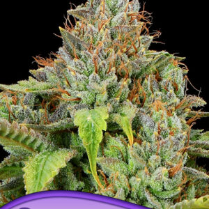 anesia sticky boof auto 3er