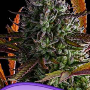 anesia strawberry pop rocks 3er