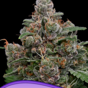 anesia sun of a peach