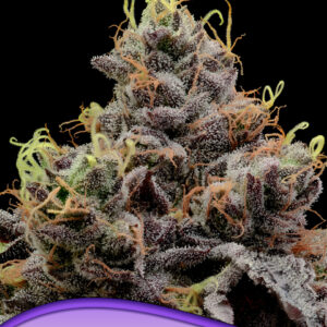 anesia think tank 3er