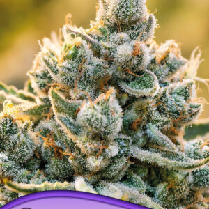 anesia vanilla frosting 3er