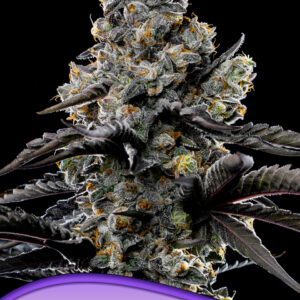 anesia violet face 3er