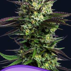 anesia wham boom 3er