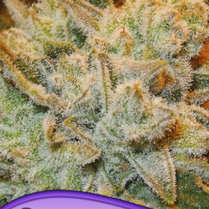 anesia white runtz 3er