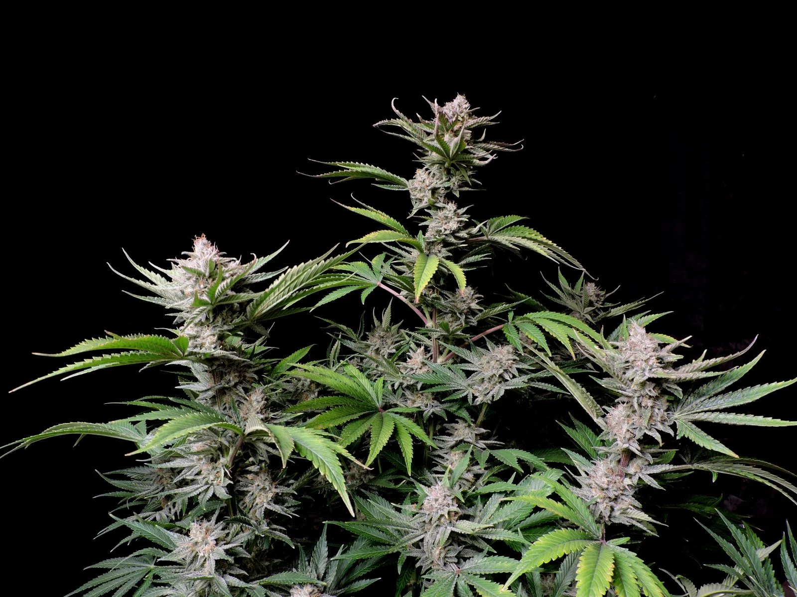 Cherry Cola 3er 2 42