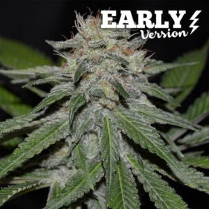 CRITICAL NEVILLE HAZE EARLY VERSION 1er Delicious Seeds