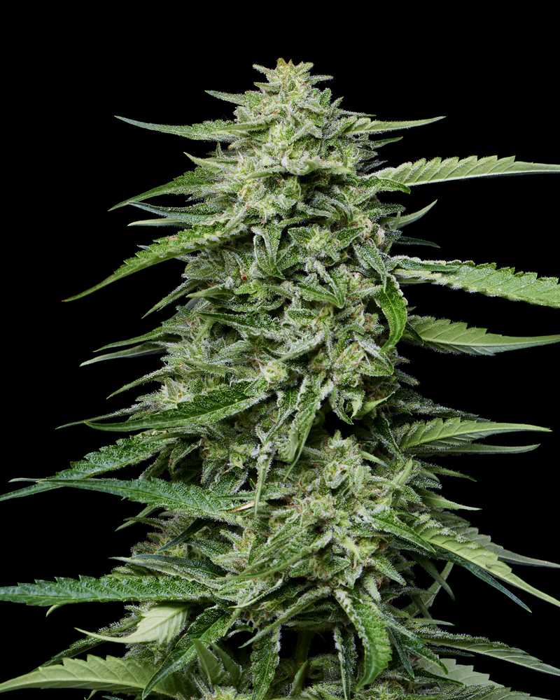 Blueberry Honey – Humboldt Seed Company 5 Seeds 3 humboldt
