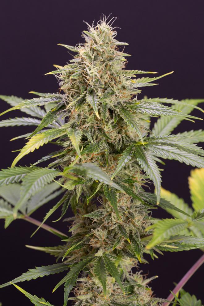Chocolate Mint OG Auto – Humboldt Seed Organization 3 Seeds 1 HUMBOLDT