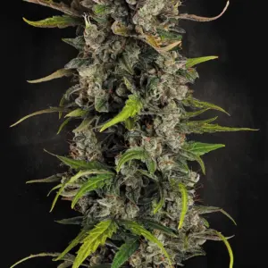 Lemonade Auto Paradise Seeds 3 Seeds