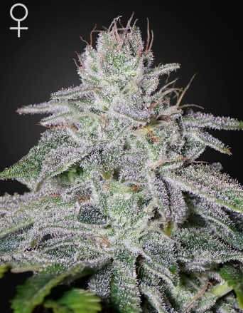 Francos Lemon Cheese Green House 3 Seeds 1 franco