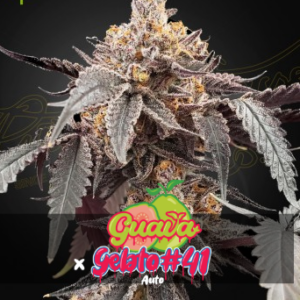 Guava x Gelato 41 Auto 3 Seeds Green House Seeds