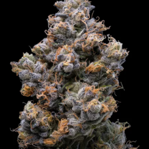 Miami Yayo 3 Seeds Cookies Seedbank