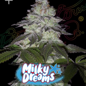 Milky Dreams 3 Seeds Green House Seeds
