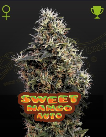 Sweet Mango Auto 3 Seeds Green House Seeds 1 Sweet Mango Auto 3 Seeds Green House Seeds